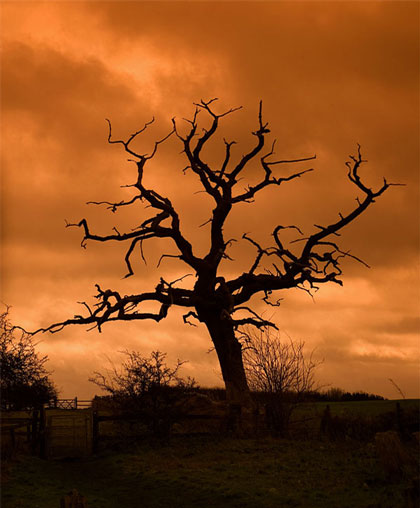 The Single Individual